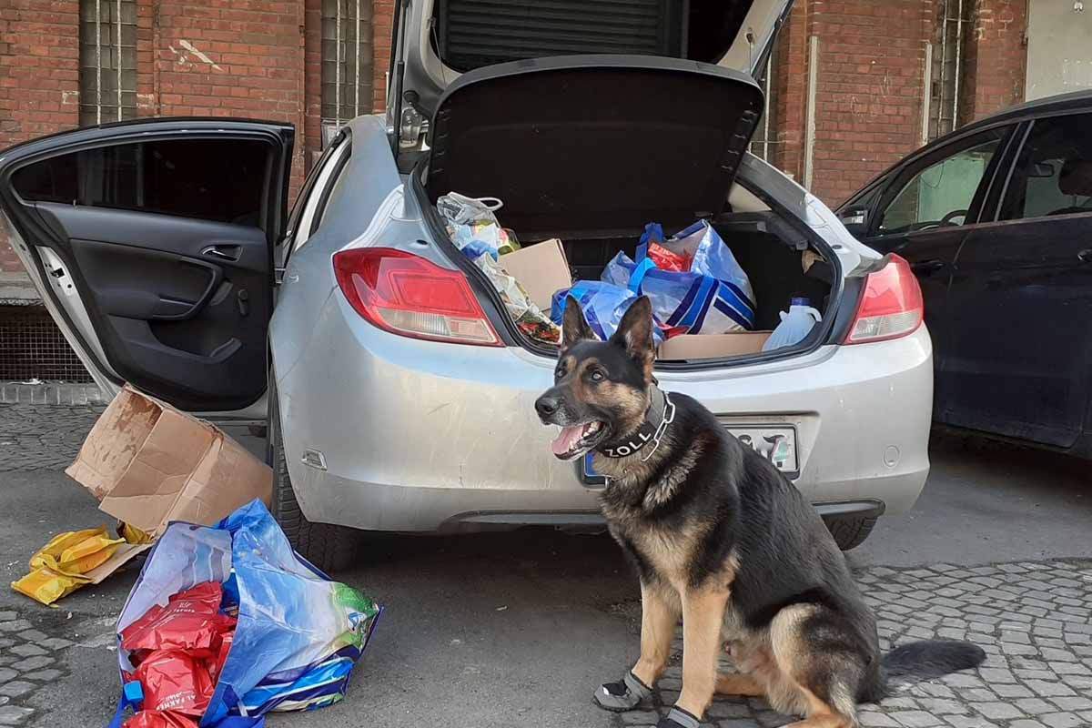 Zollhund Django erschnüffelt geheimes Lager