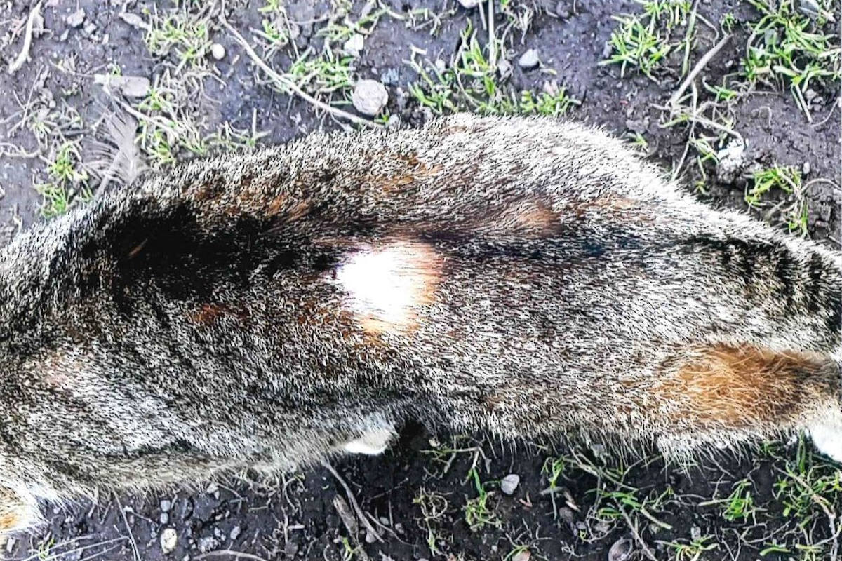 Katze in Sondershausen angeschossen und verletzt