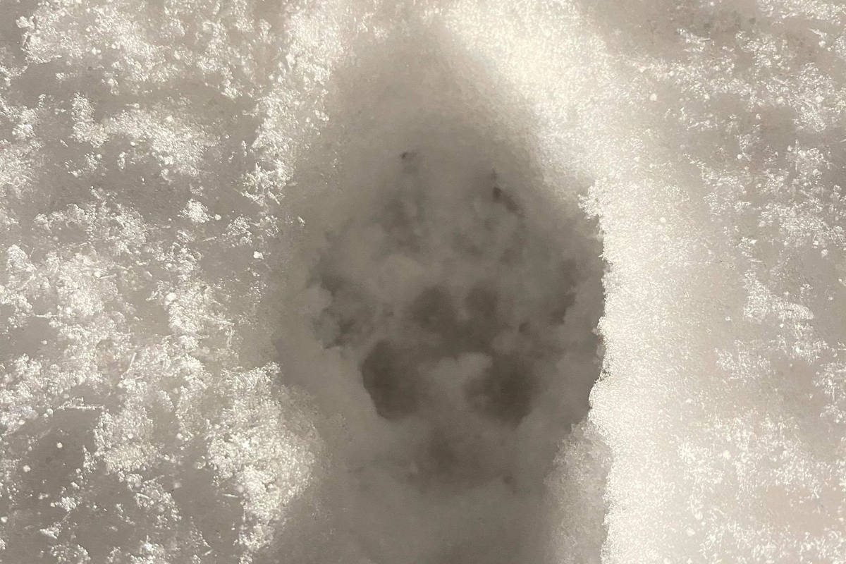 Kanton Glarus – Informationen zum Wolf