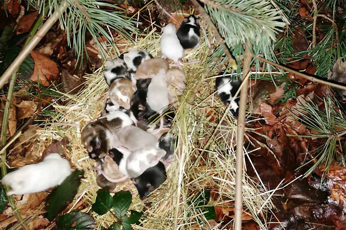 Gegen die noch unbekannte Halterin der Mäuse wurde ein Strafverfahren eingeleitet