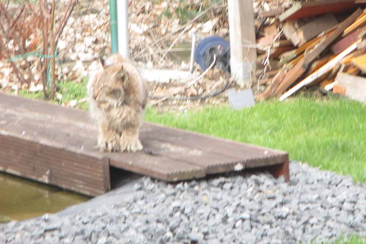  Offensichtl.kranker Luchs auf Privatgrundstück in Astfeld