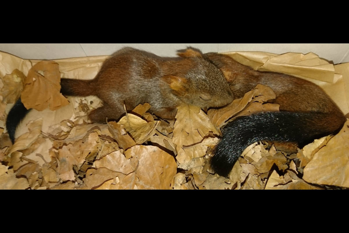 St. Ingbert – Eichhörnchen-Findelkinder gerettet