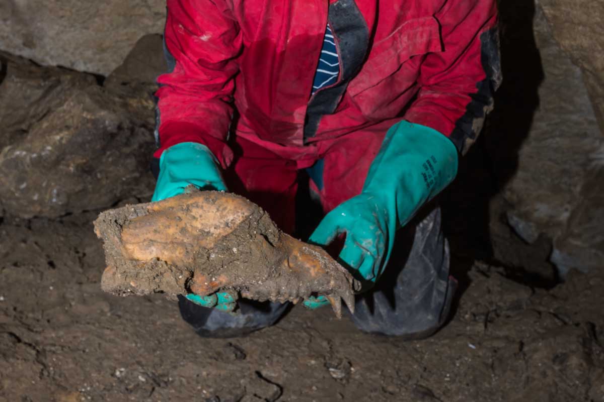 Nach Arosa hat nun auch der Pilatus die Bären