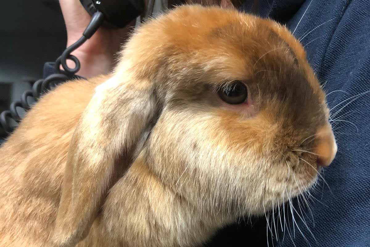 Polizei fängt Osterhasen in Not in Mainz