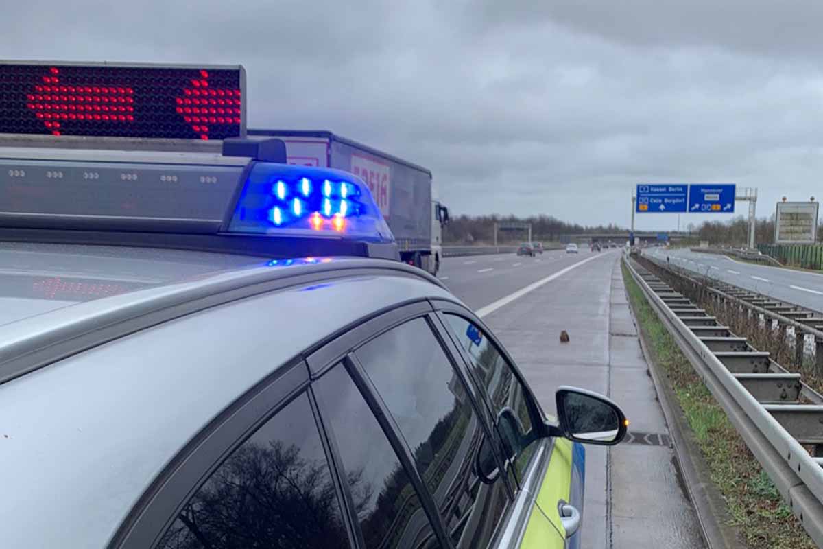 Ein Verkehrsteilnehmer meldete über Notruf einen Greifvogel, der auf dem Standstreifen der BAB 7 zwischen Altwarmbüchen und Kirchhorst sitzen würde