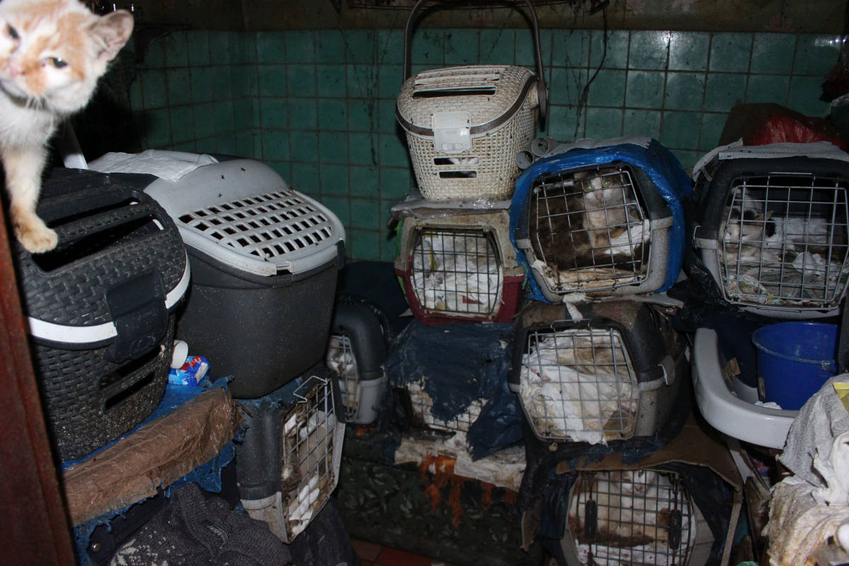 Polizei rettet 21 verwahrloste Katzen in Erfurt