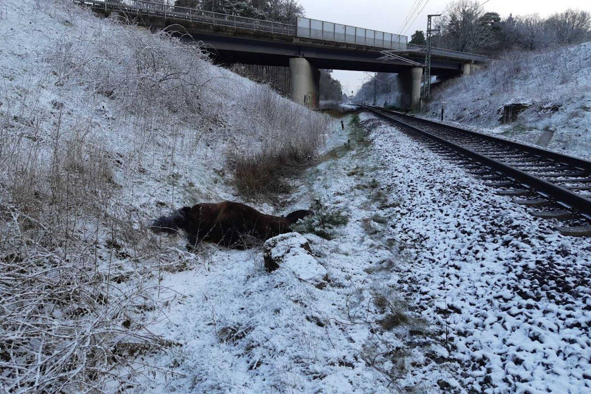 Totes Pferd neben der Bahnstrecke bei Unterstedt