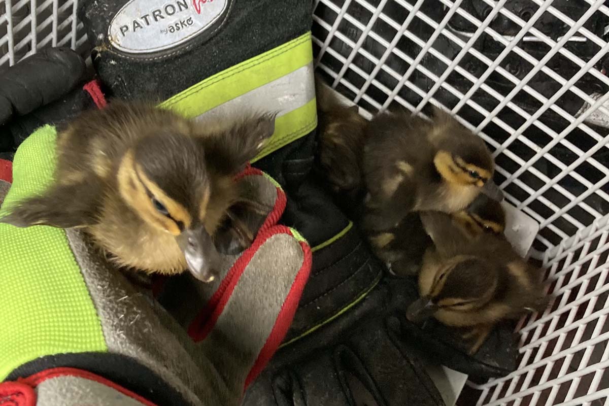 Über leises quaken machten die Tiere auf sich aufmerksam