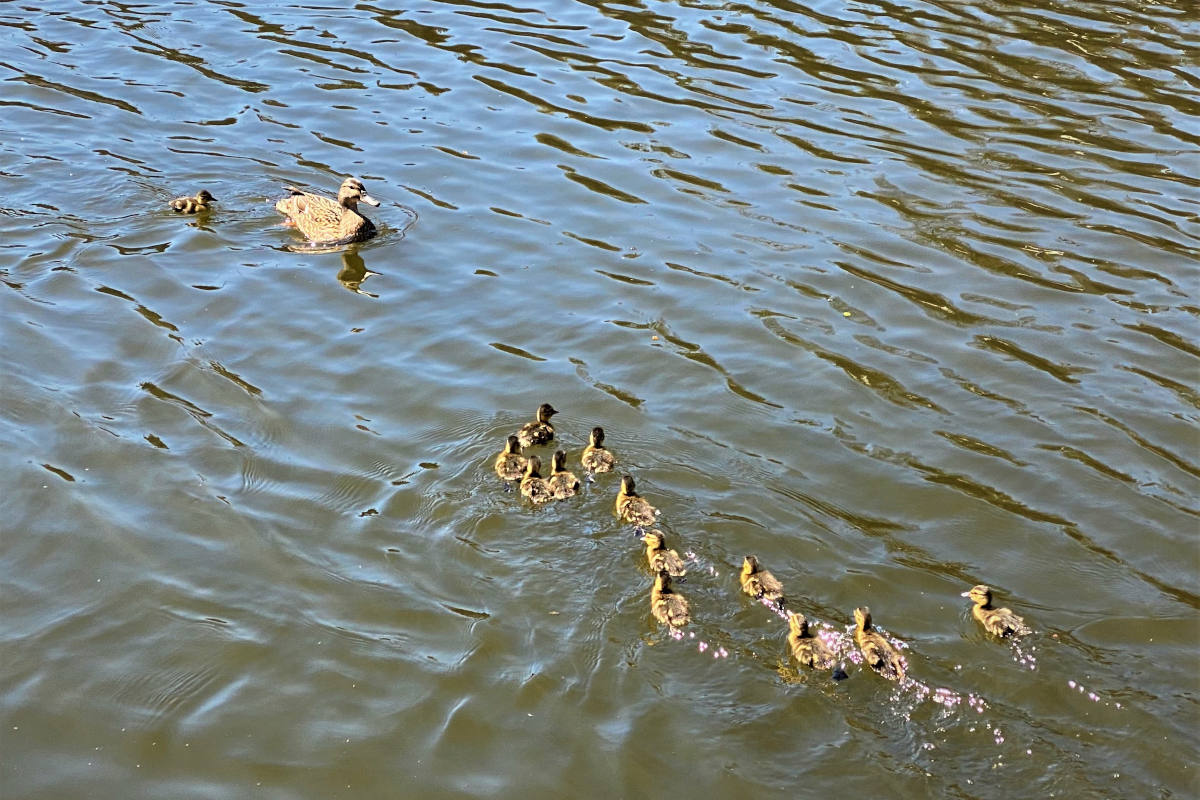 Entenfamilie aus Gleisbett gerettet in Essen-Werden