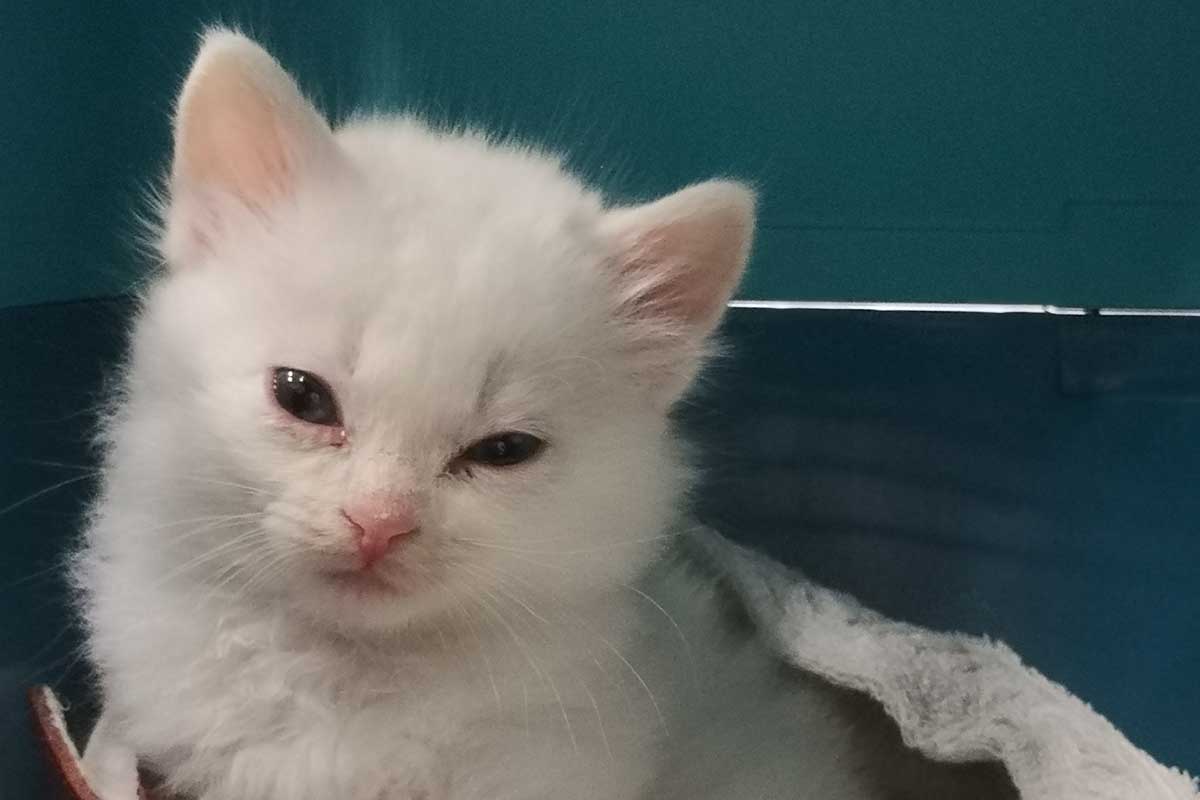 Reisender bringt kranke, ungeimpfte, vier Wochen junge Katze aus Tunesien mit nach Düsseldorf