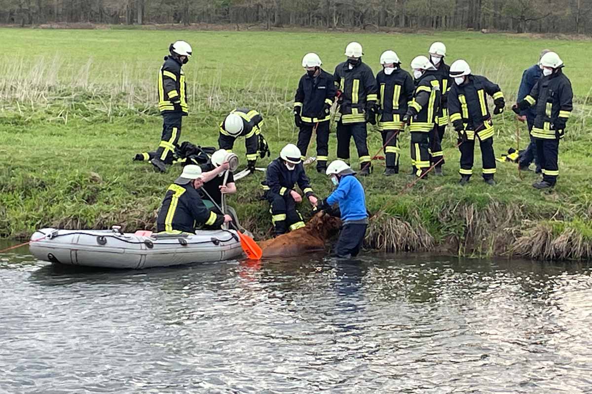  Kalbendes Hochlandrind droht in Goch zu ertrinken