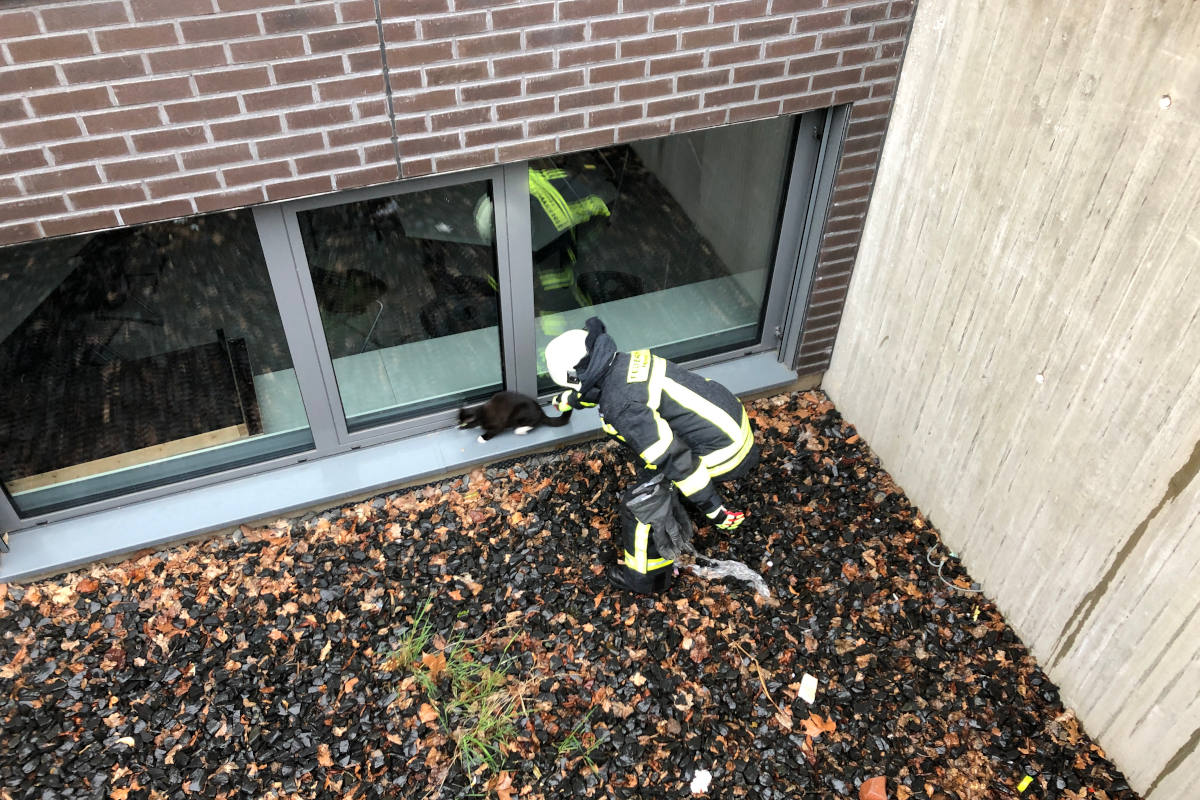 Katze aus Schacht gerettet in Hennef