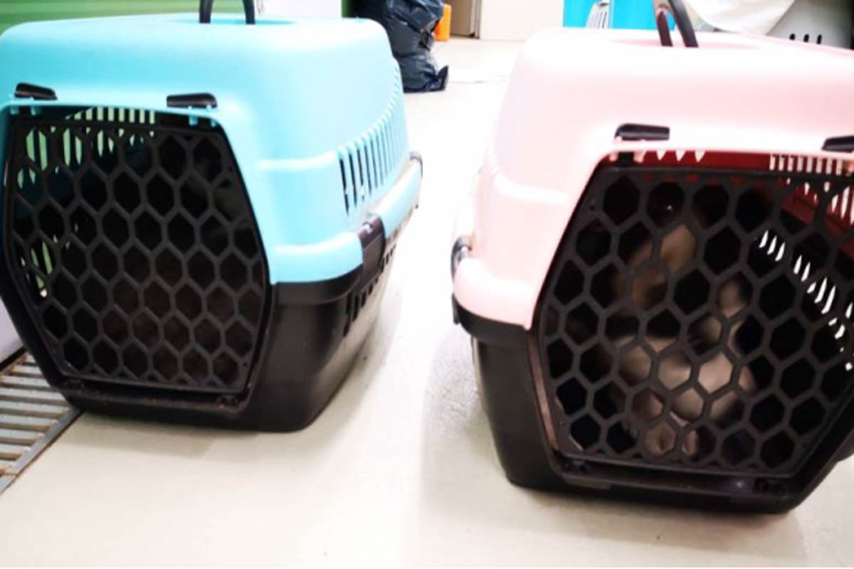 Gegen den Bulgaren wird nun wegen des Verstoßes gegen das Tierschutzgesetz sowie Urkundenfälschung ermittelt