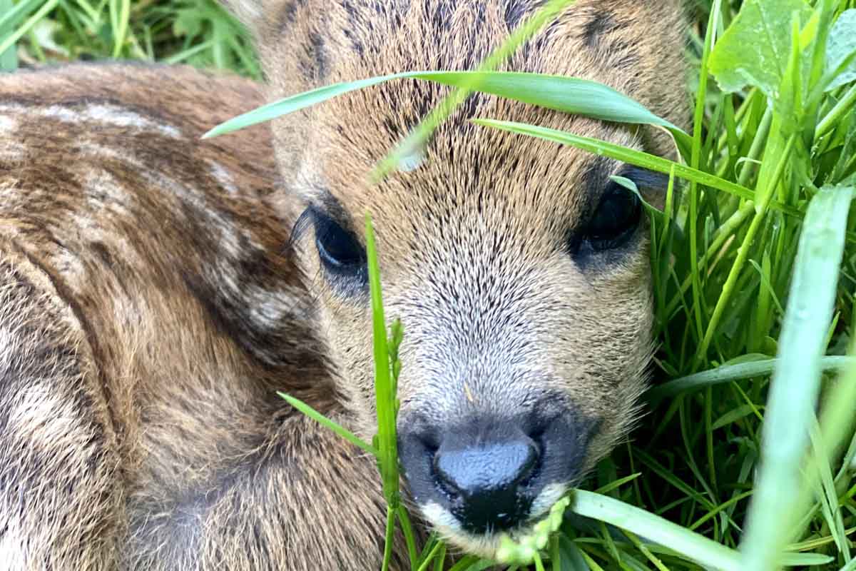 Rehkitz im hohen Gras