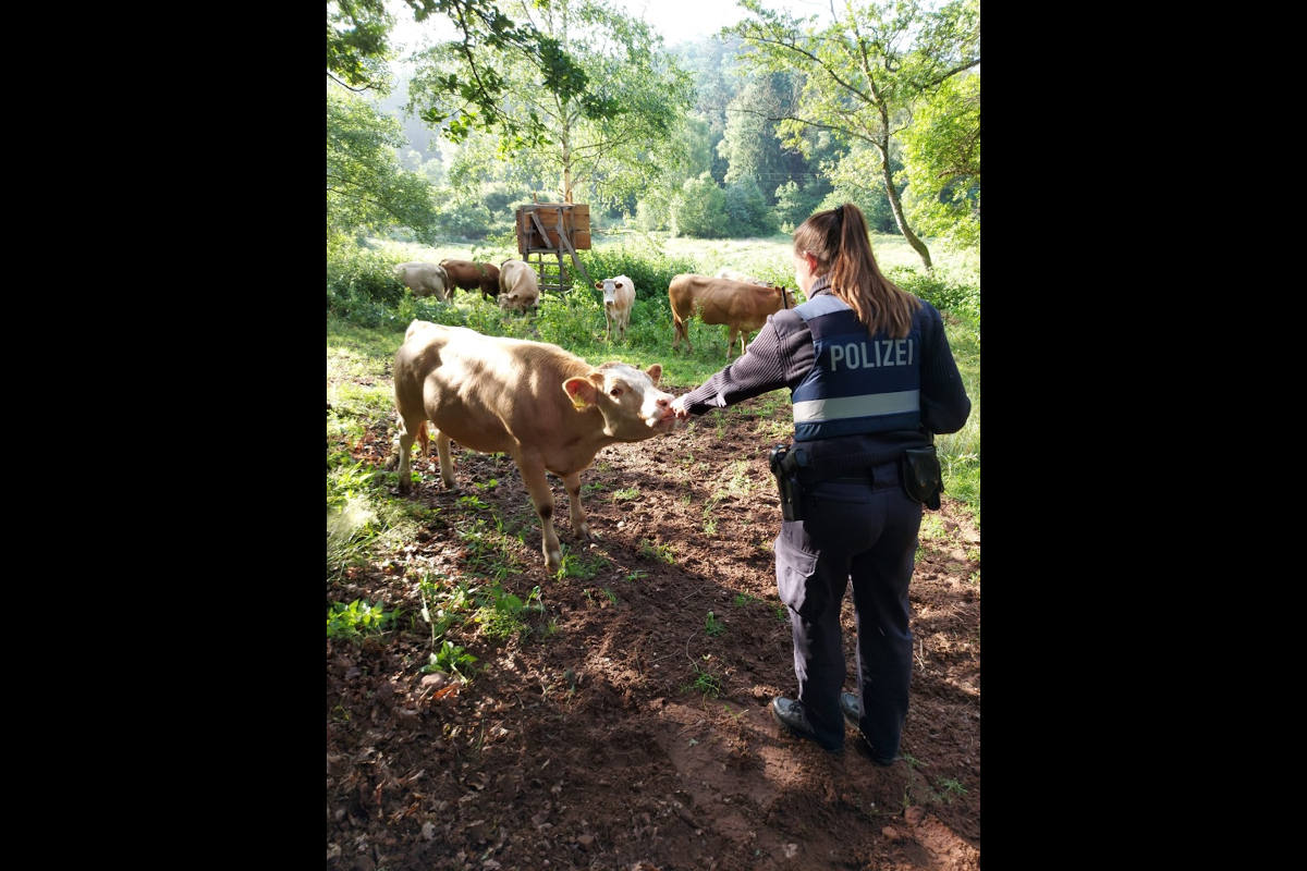 Polizistin beim Einfangen der Kühe