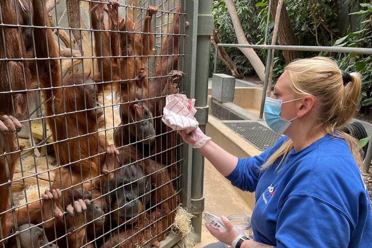 Tierpflegerin Doris Heimgartner macht bei den Sumatra-Orang-Utans einen Abrieb für eine Geruchsprobe