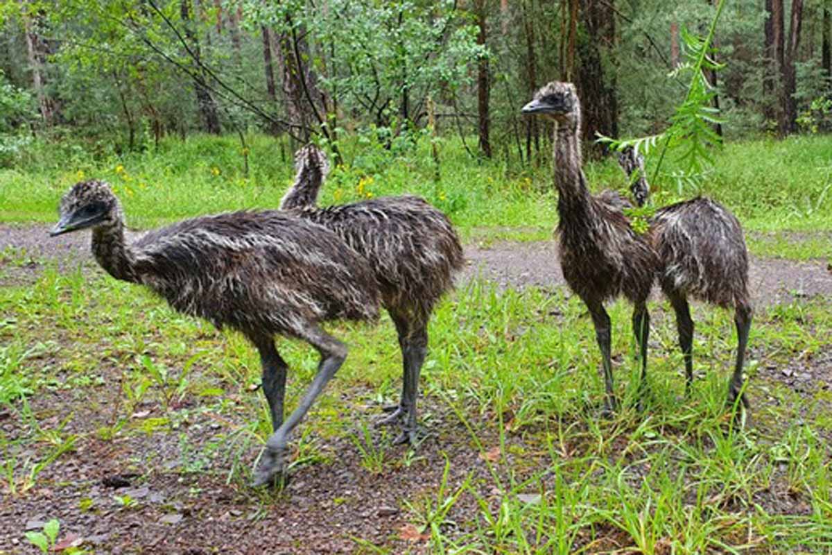  Polizei und Ordnungsamt konnten keine Emu-Besitzer ausmachen