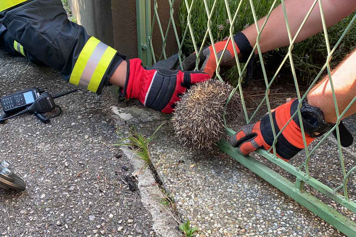 Igel von Feuerwehr gerettet