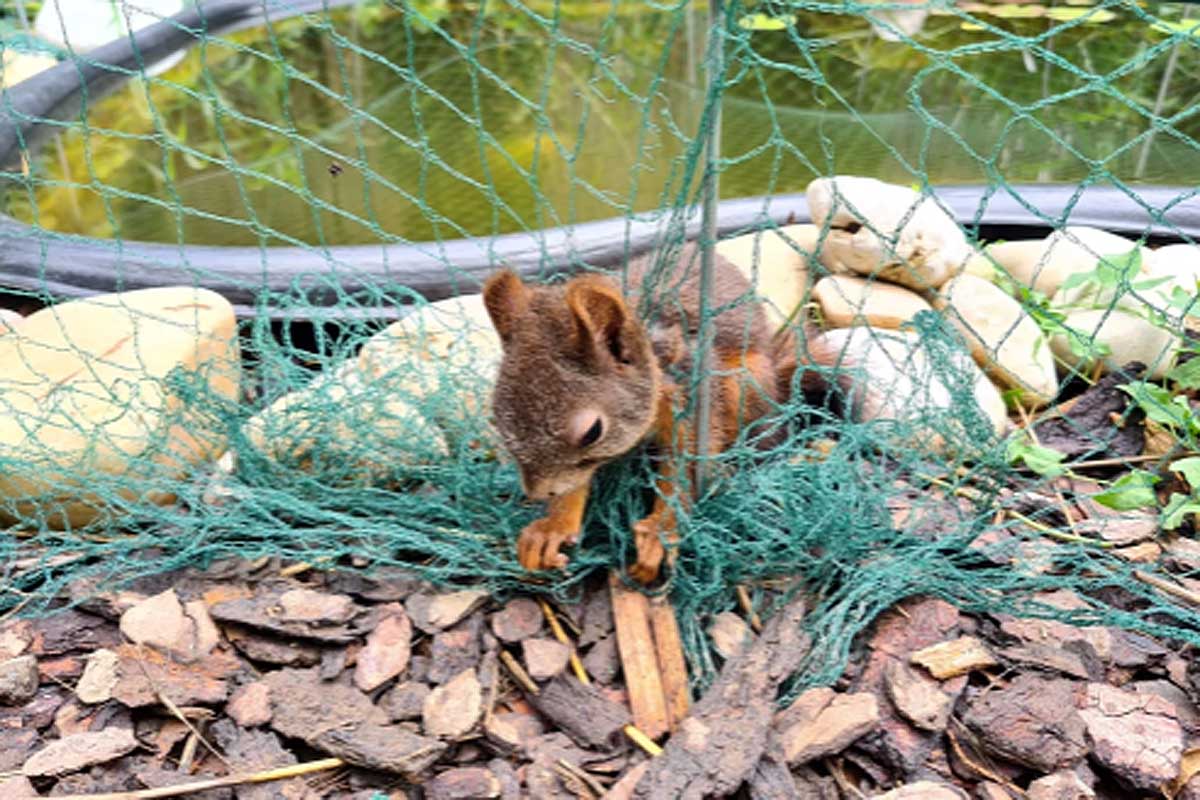 Gestern wurde die Feuerwehr Ansfelden über Telefon darüber informiert, dass ein Eichhörnchen in einem Netz festhängt