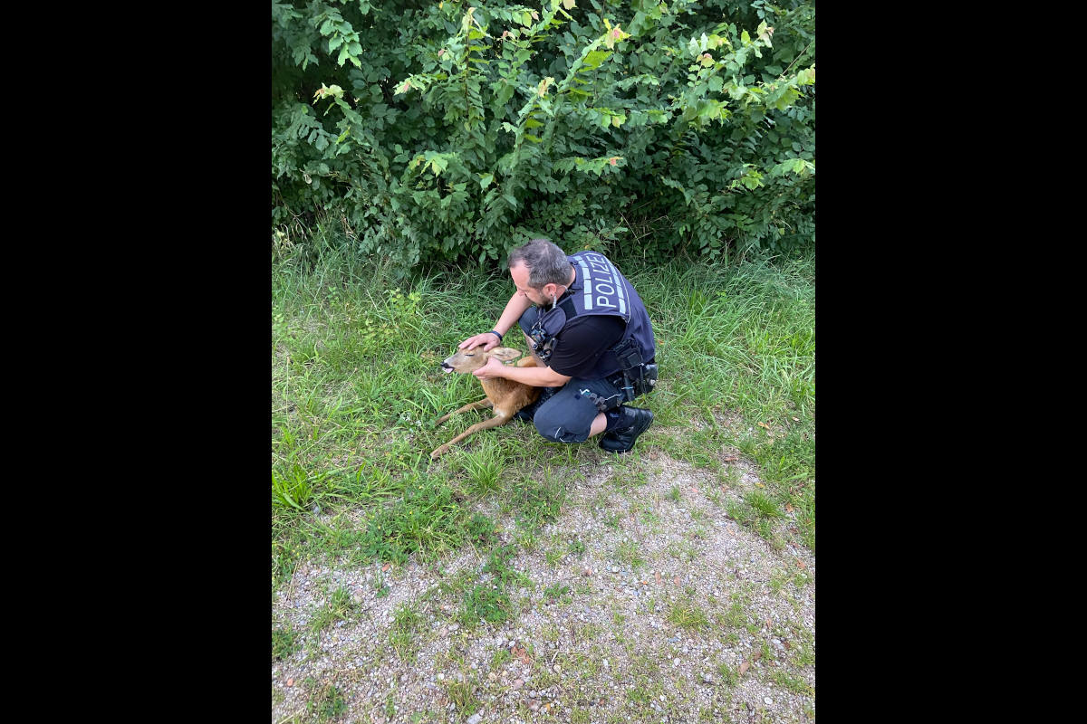 Reh gleich zweimal gerettet
