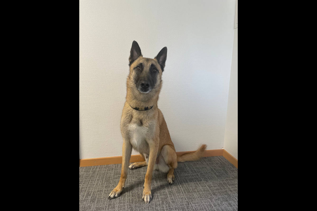 Polizeihund Jango von Grafenfels