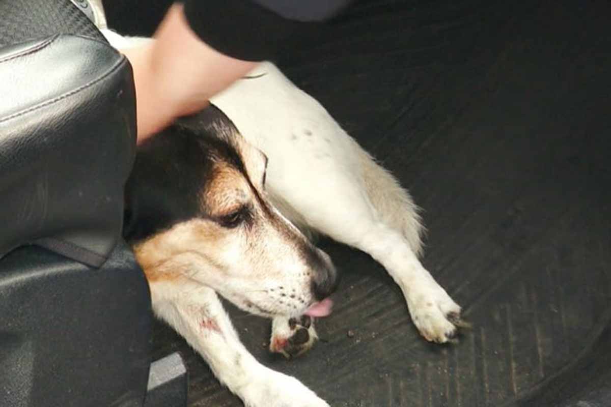 Hundeleine verfängt sich in Stadtbahntür