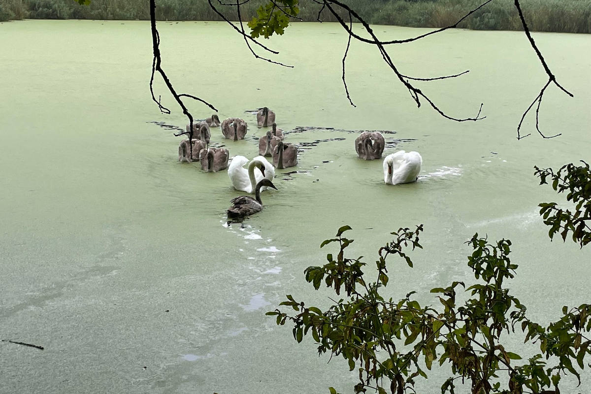 Leipzig – Bundespolizei rettet Schwanenjunge nach tödlichem Bahnunfall