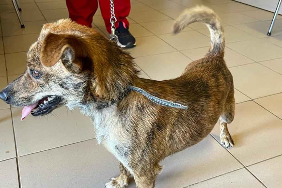 Der kleine Mischlingshund wurde einfach in St. Pölten zurück gelassen