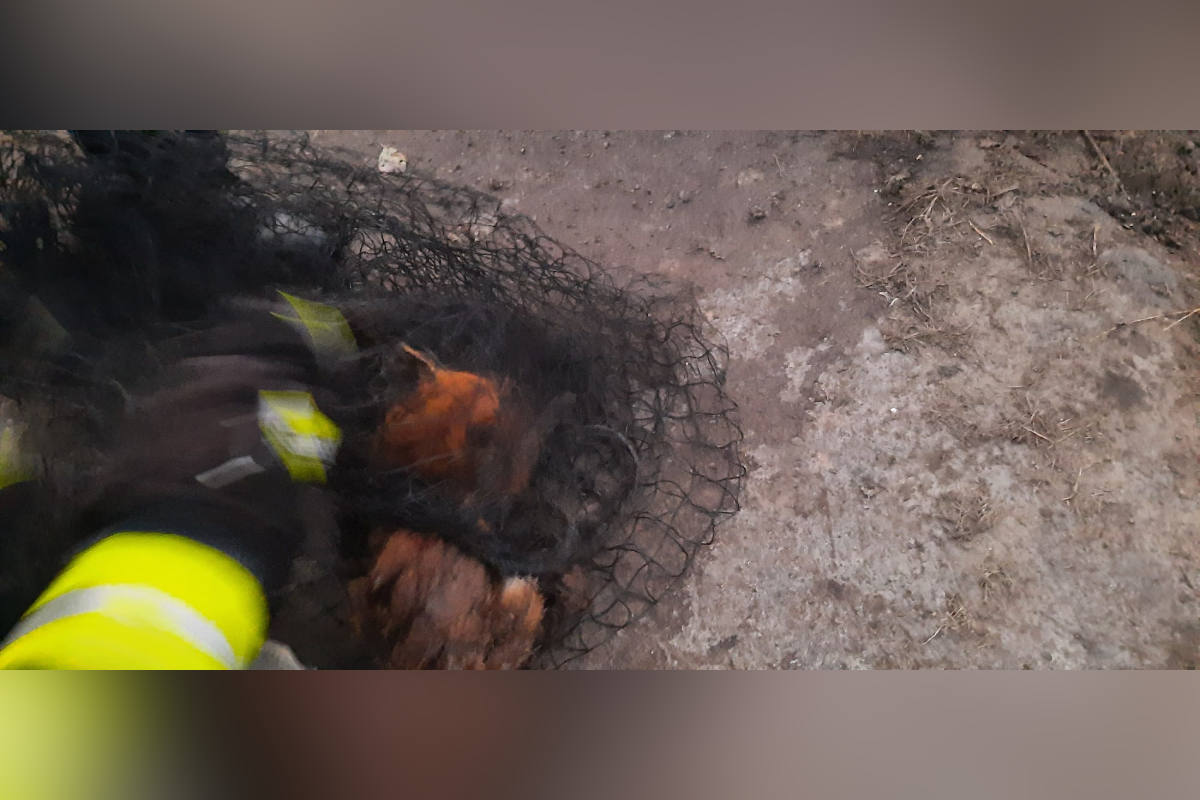 Fuchs aus Silo gerettet