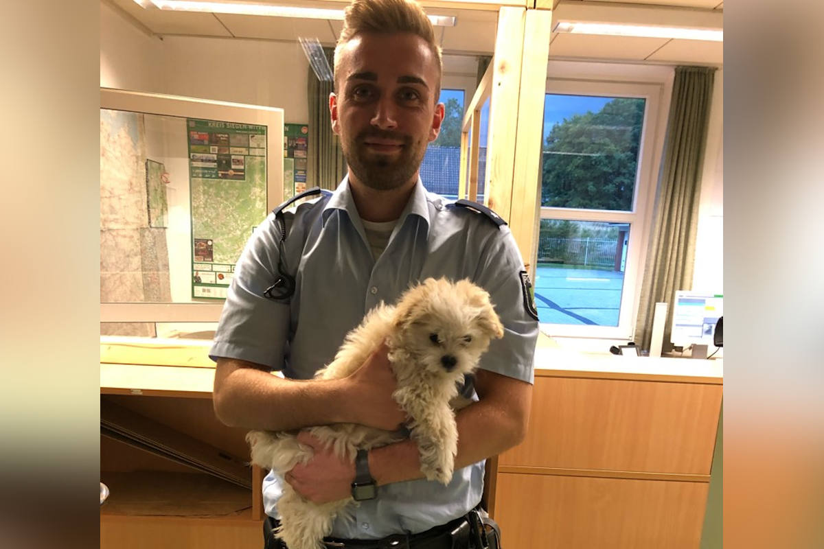 A45 Dortmund – Gassigehen in Freudenberg: Autobahnpolizei stoppt Hundetransport mit Ziel England