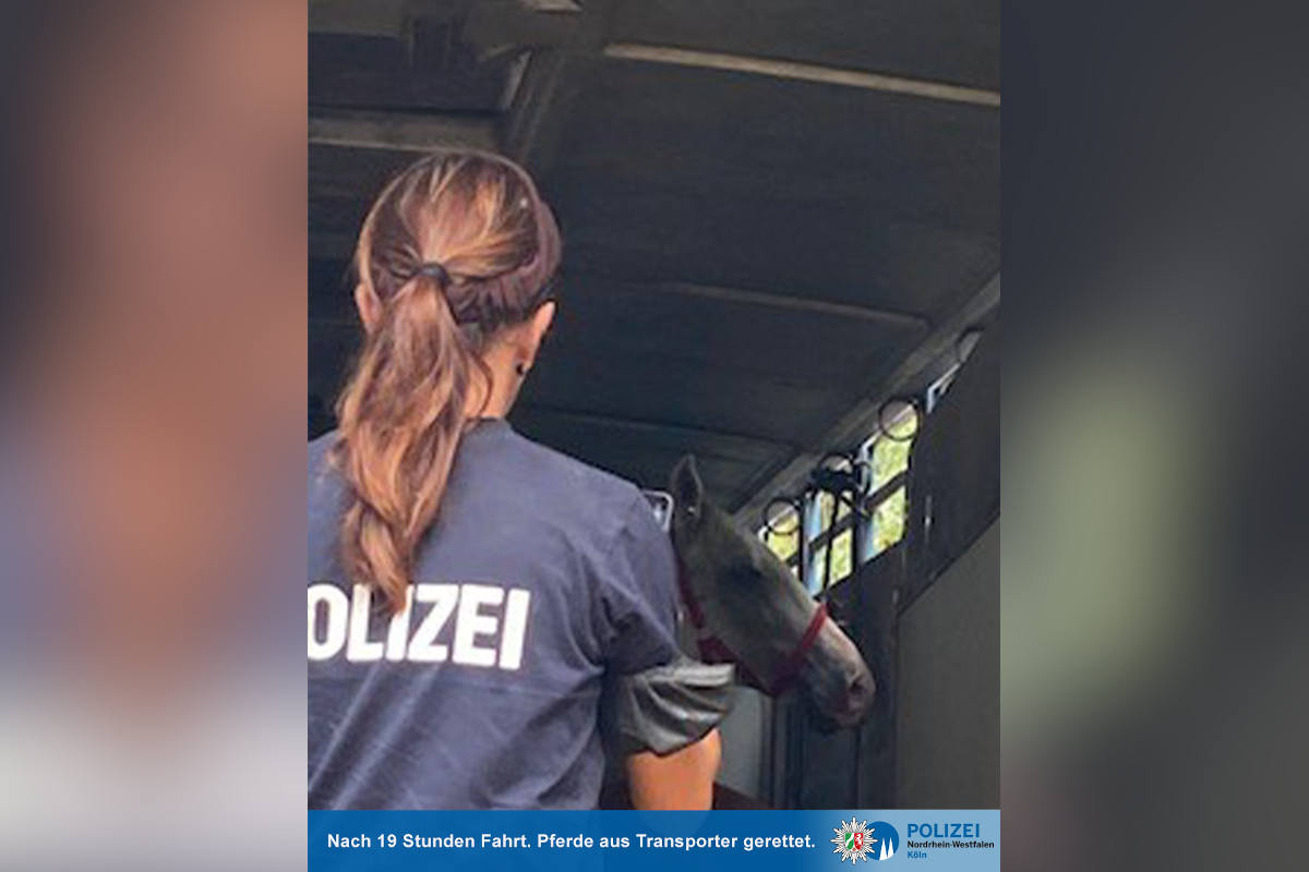 Pferde nach 19 Stunden Fahrt aus Transporter gerettet