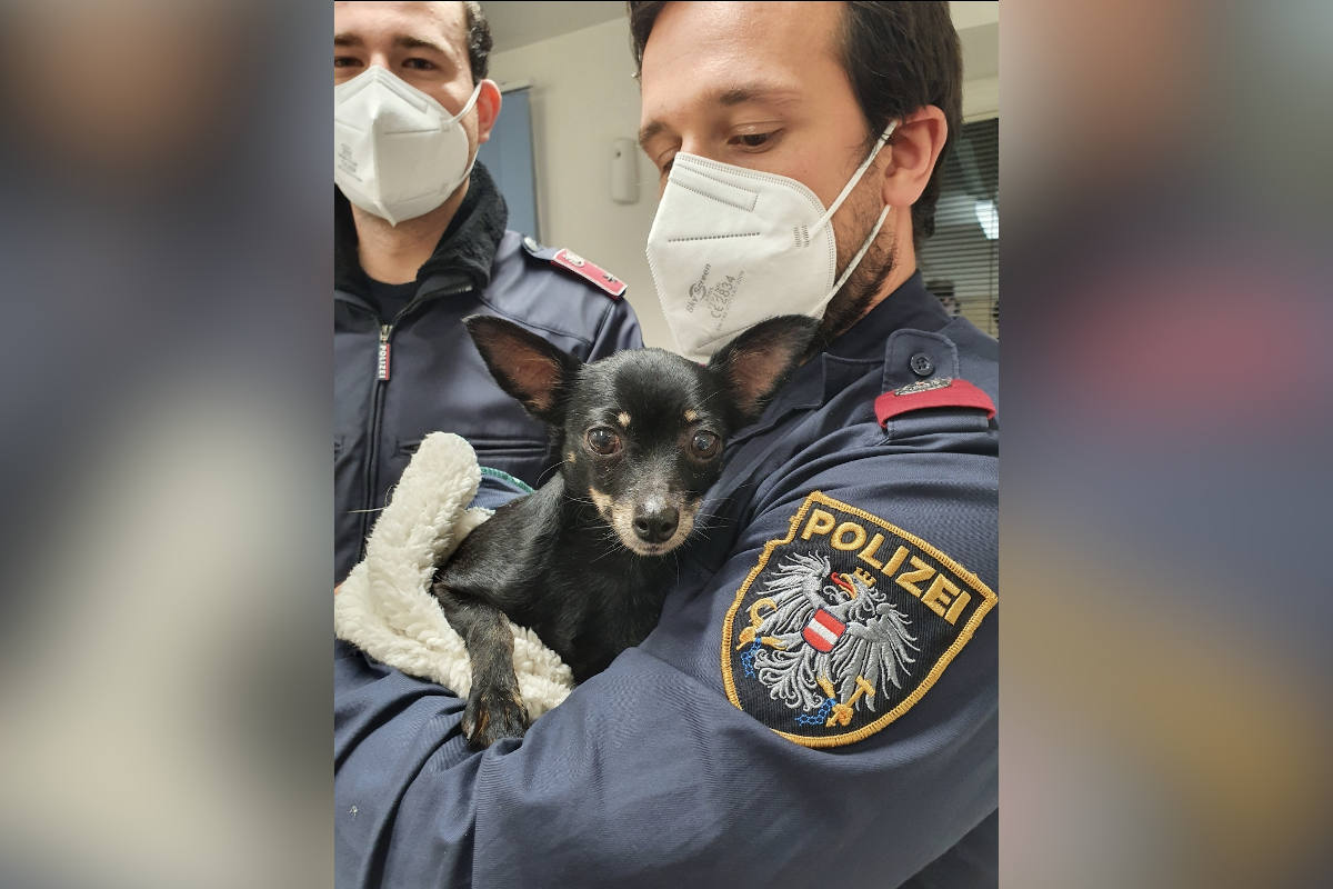 Wien – Rettung eines Hundes
