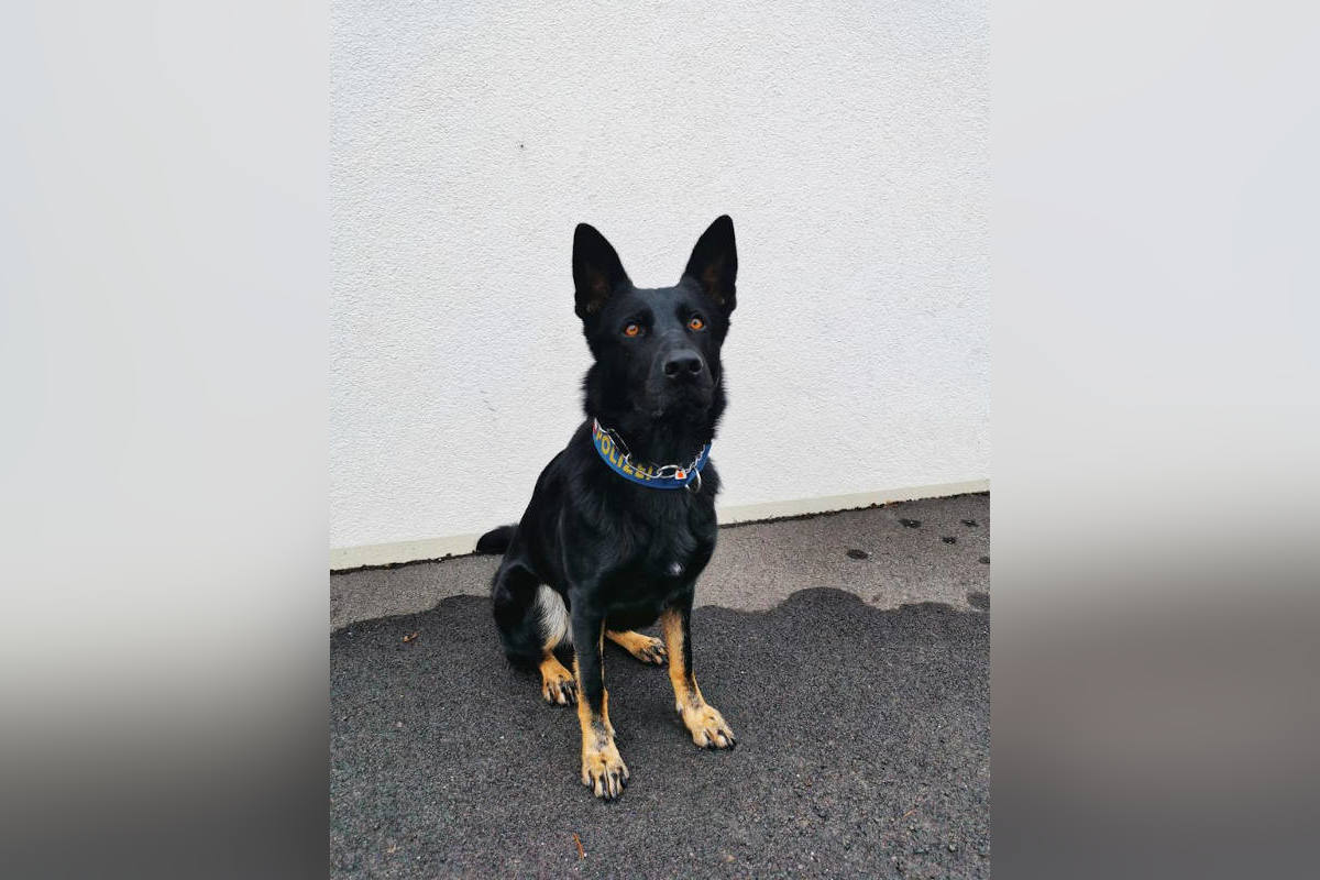 Suchtmittelspürhund „Domina“