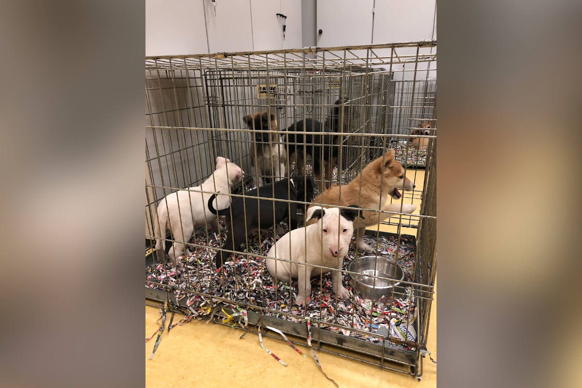 Mehr als 60 Hundewelpen befreit