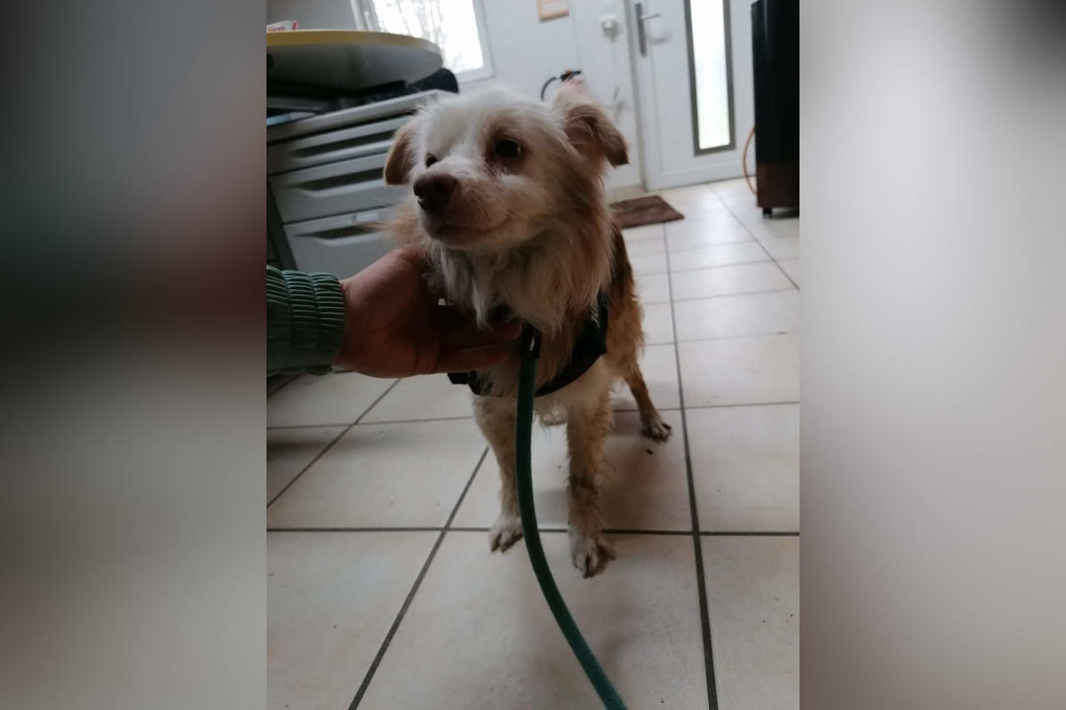 Hund aus Rhein gerettet