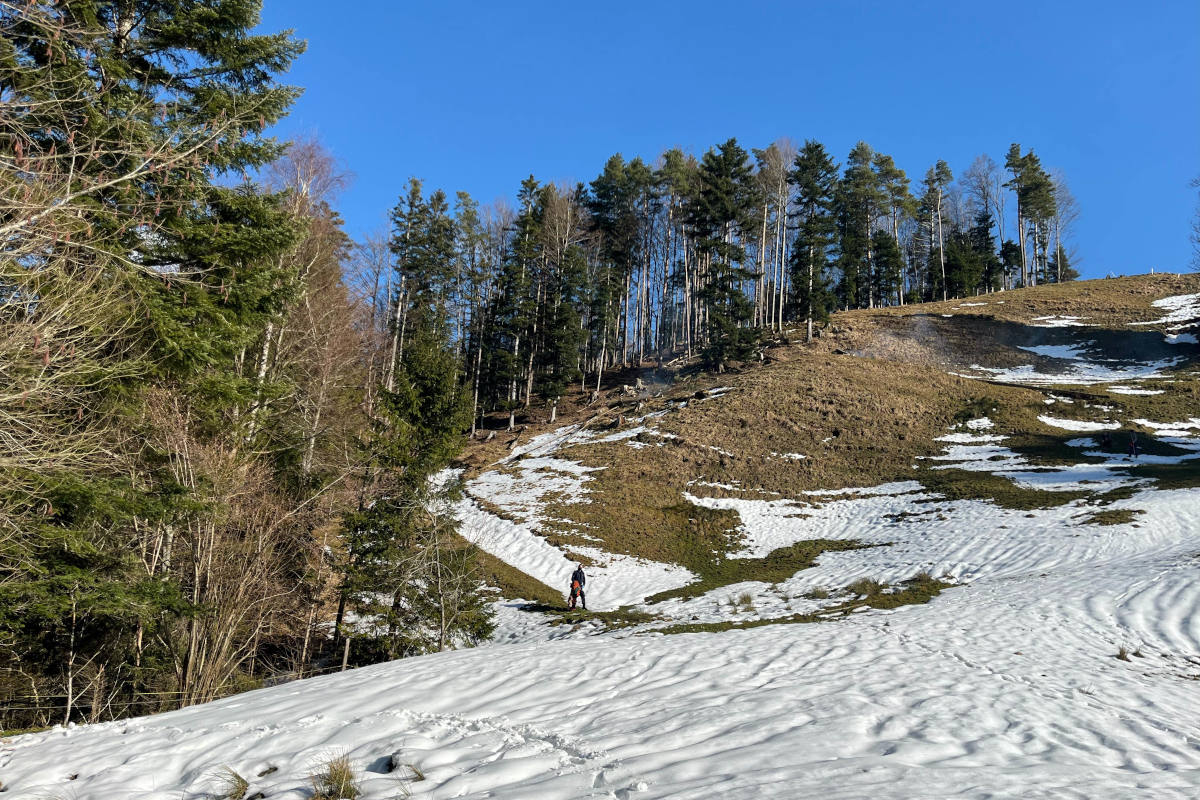 Bei Holzerunfall teils schwer verletzt