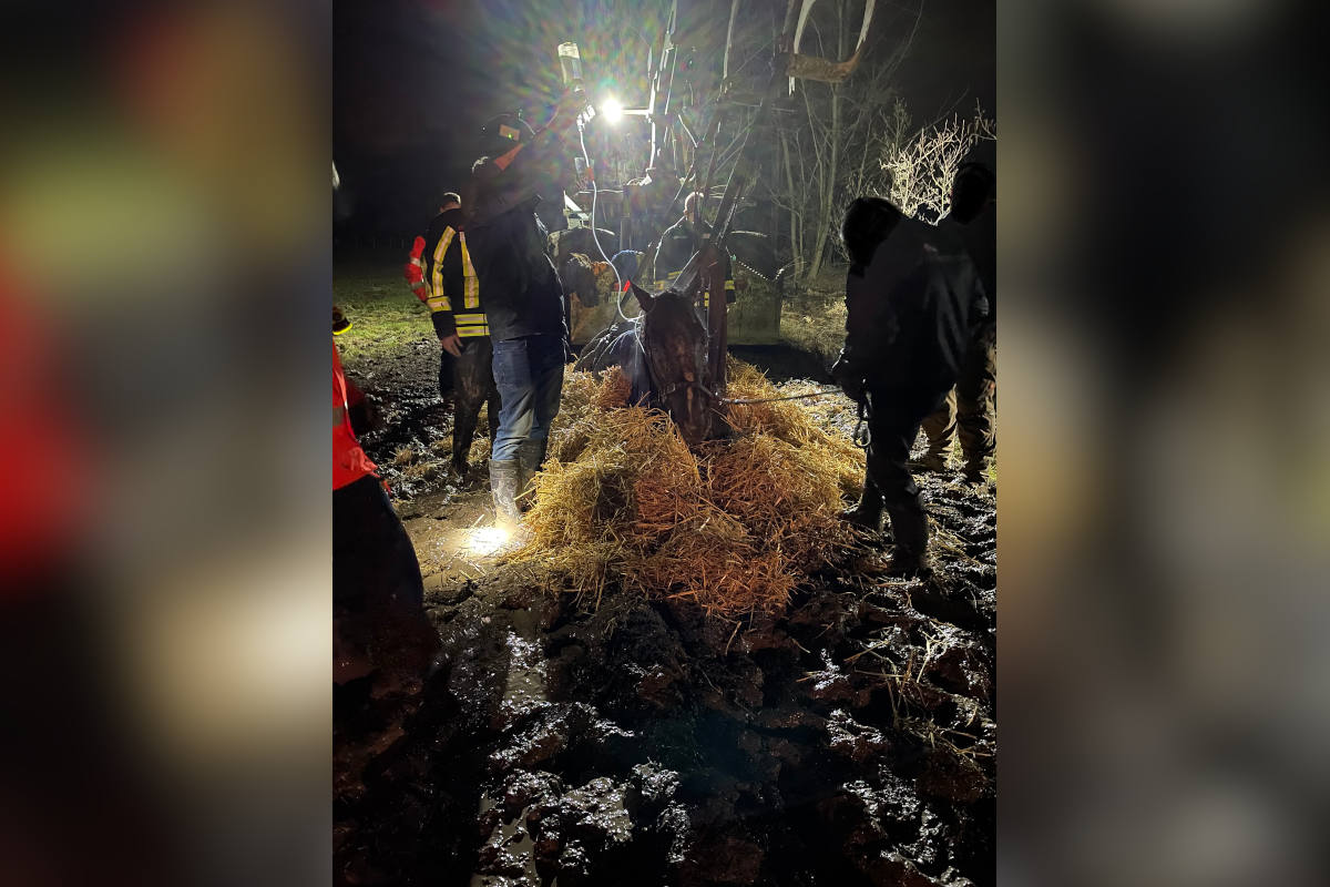 Pferd fast vollständig in Schlamm versunken