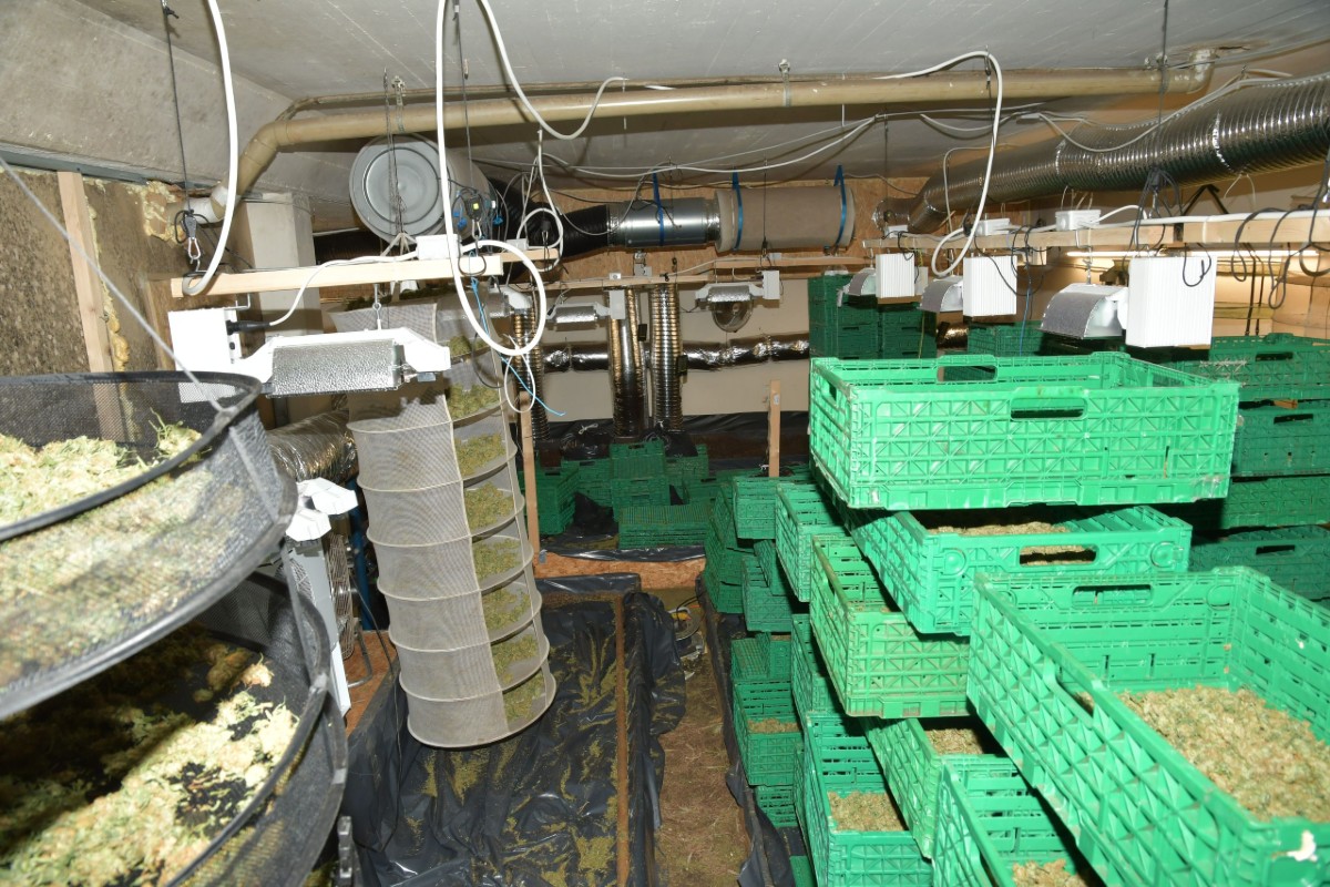 Olten SO - Über 60 Kilogramm getrocknetes Marihuana sichergestellt