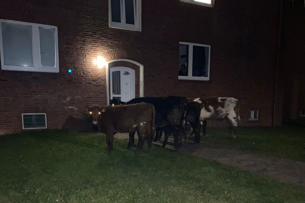 Wilhelmshaven - Wilde Kuhherde löst grossen Polizeieinsatz aus