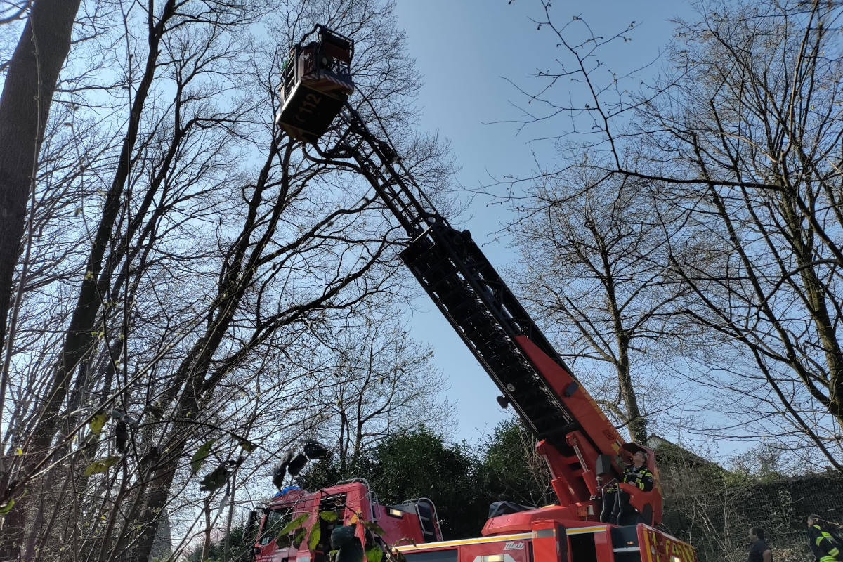 Es gibt die Einsätze wirklich – Feuerwehr rettet Katze aus Baum