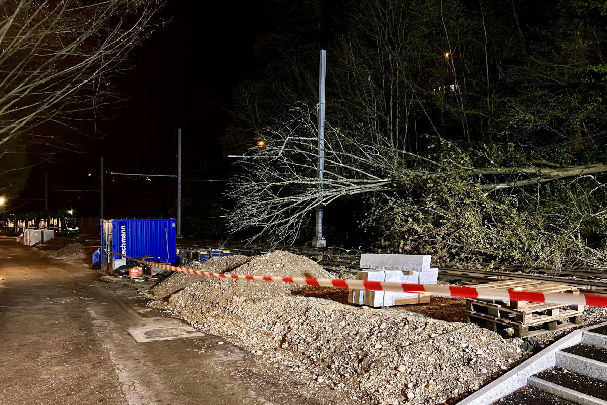 Baum stürzt auf Tram-Fahrleitung in Basel