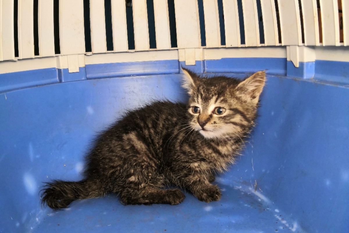 Grevenbroich - Katzenbaby nach 5 Stunden aus Rohr gerettet