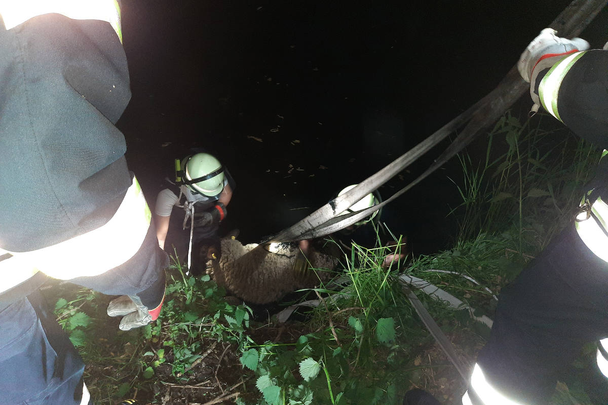 Feuerwehr rettet Schaf aus Schlamm