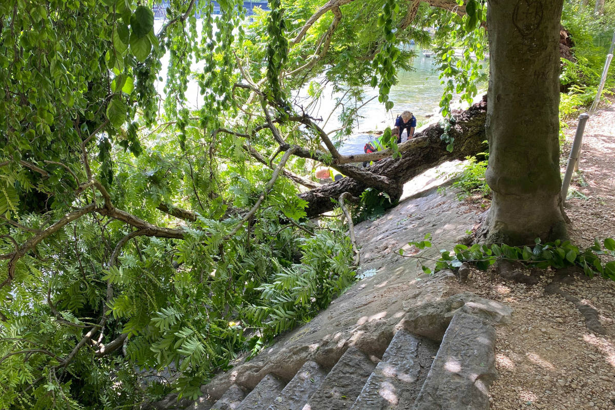 Frau wird durch umgestürzten Baum am Aareufer in Olten verletzt