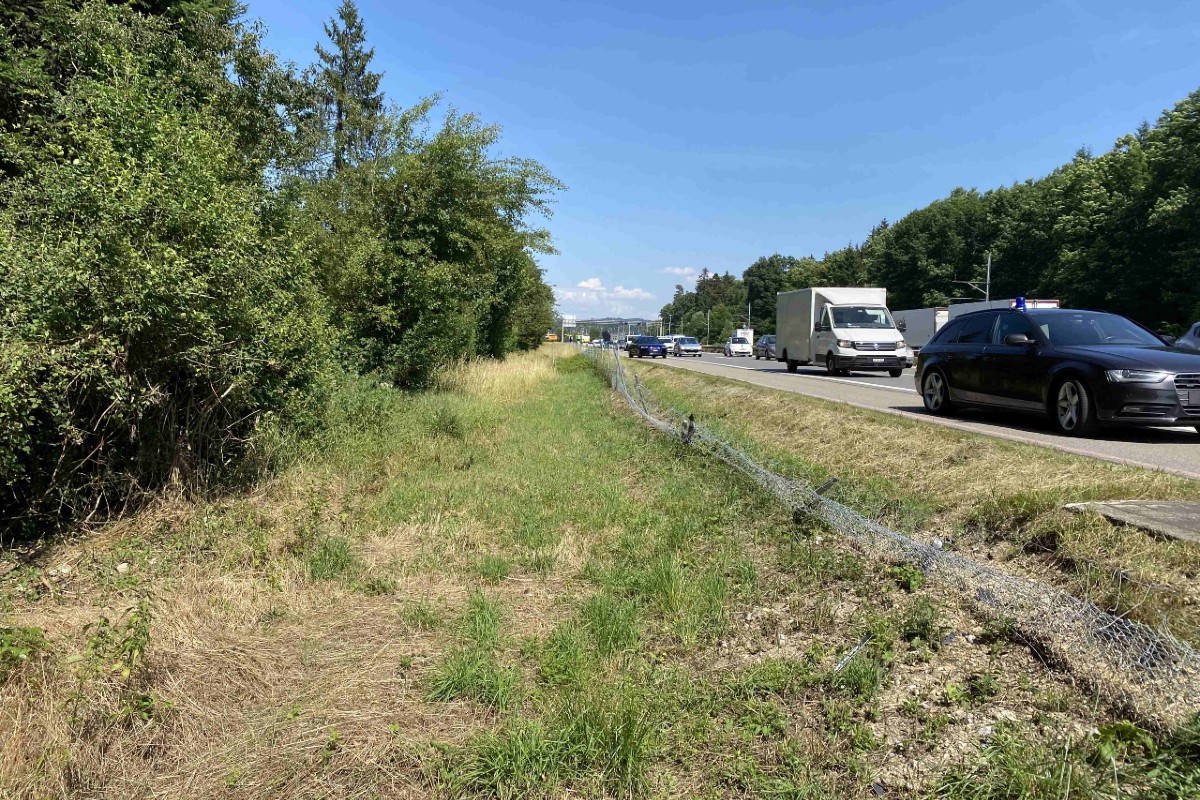 Staufen AG - Wildschutzzaun auf der A1 durchbrochen