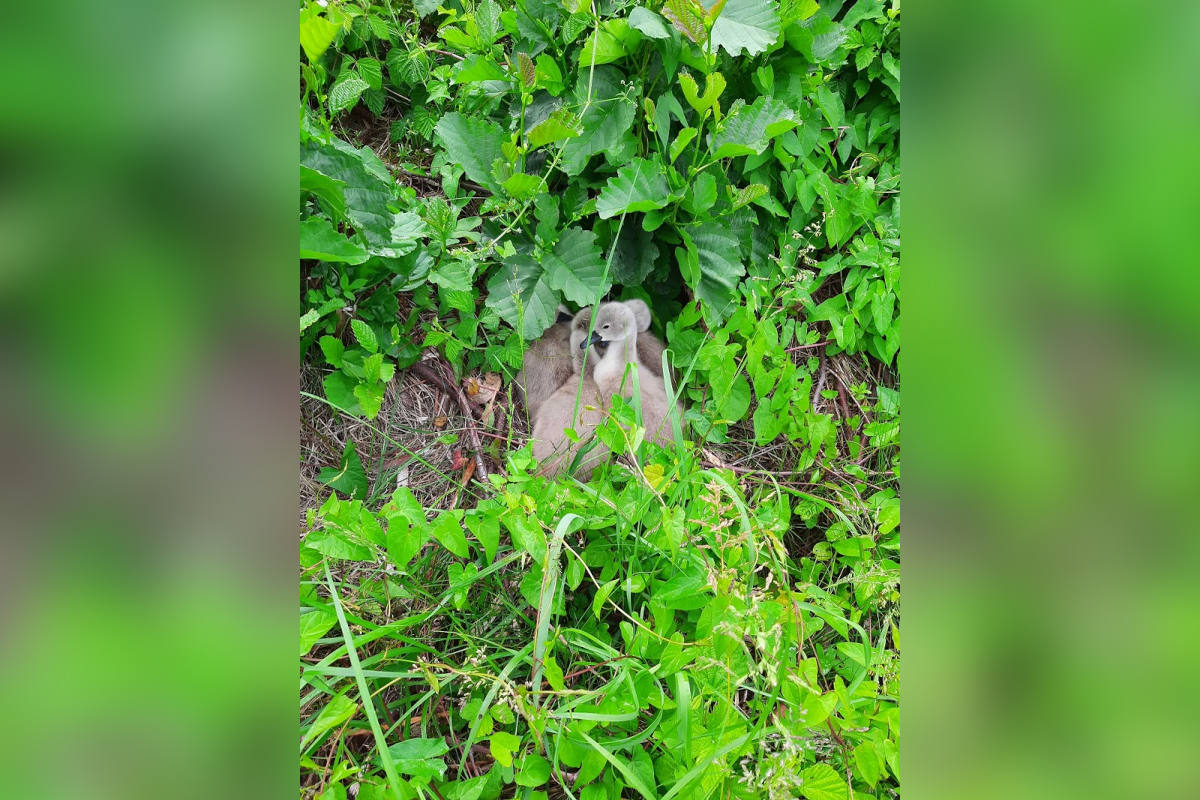 Güstrow – Schwäne bei Schwaan vom Zug erfasst