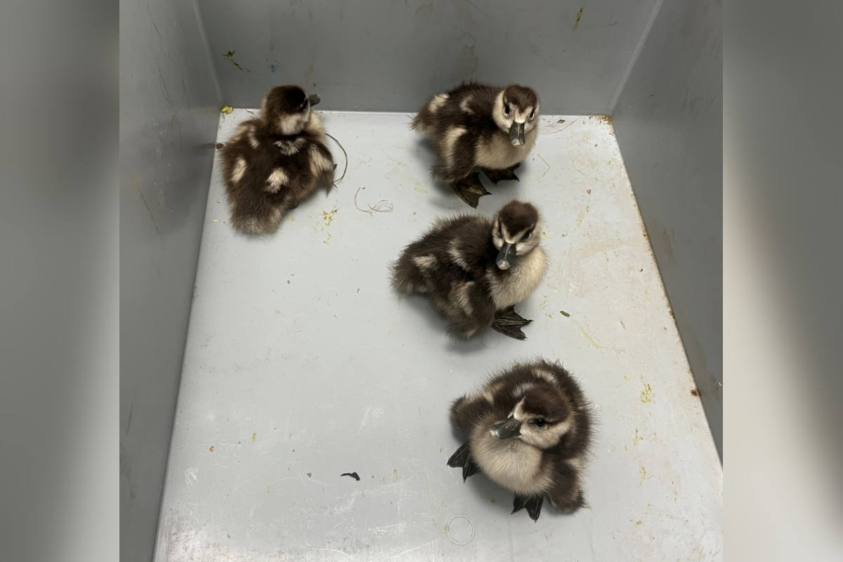 Nilgans-Familie verursacht Vollsperrung der A8 bei Karlsruhe