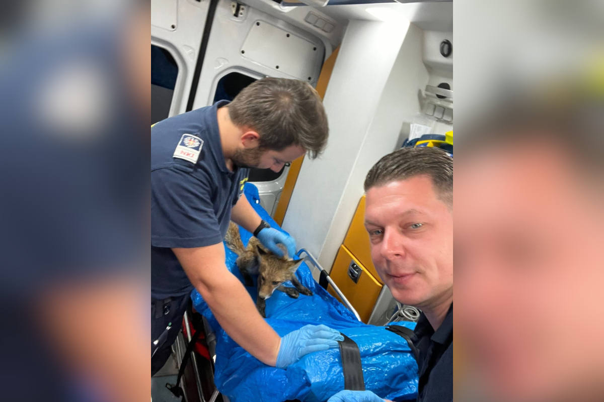 Rettung eines verletzten Fuchses in Wien