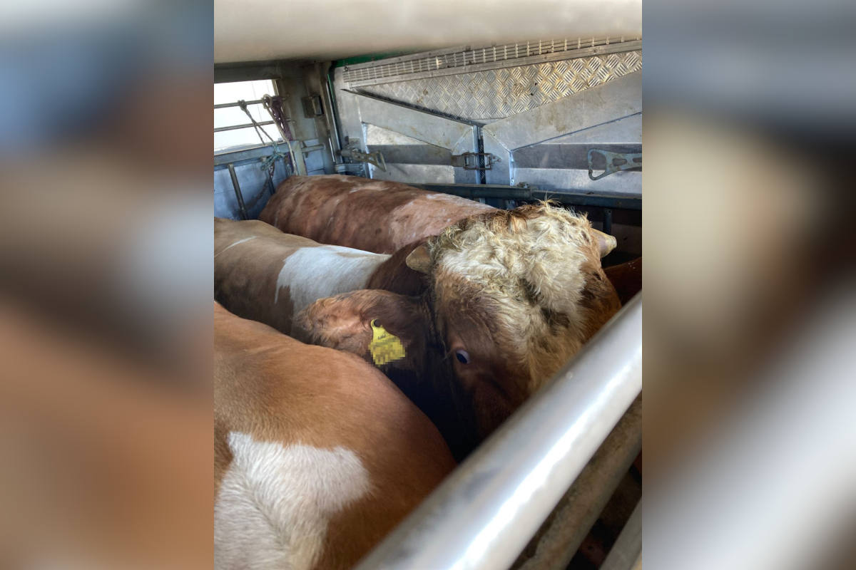 Tiertransporter mit erheblichen technischen Mängeln gestoppt