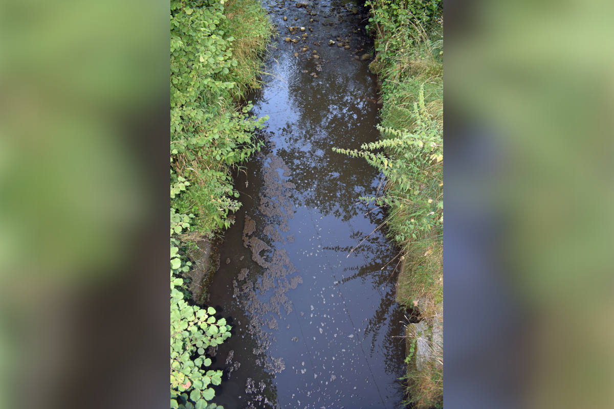 Buttisholz LU – Gewässerverschmutzung durch Gülle führt zu Fischsterben